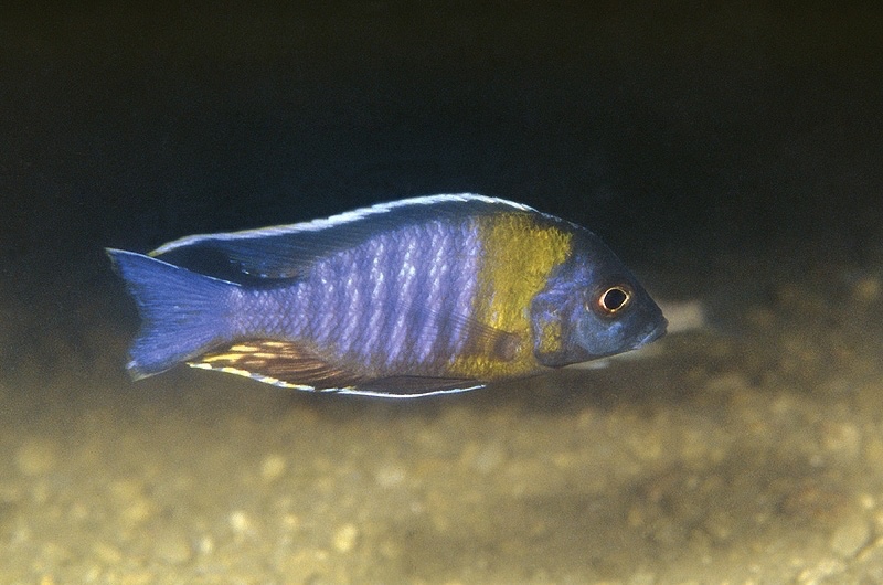Aulonocara sp. 'yellow collar' Otter Island